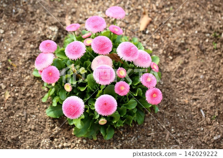 可愛的雛菊花 可愛的雛菊花 142029222