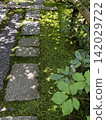 鵝卵石、苔蘚和樹葉構成的景觀 142029722