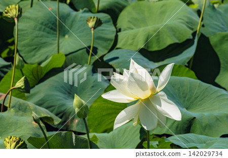 白蓮花預示著夏天的到來。 白蓮花預示著夏天的到來。 142029734