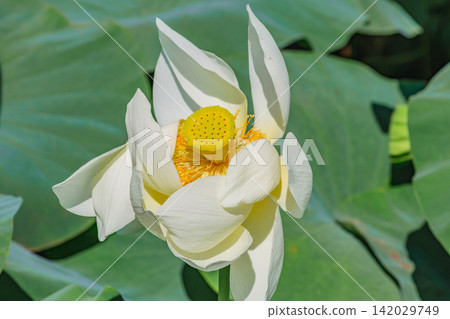 White lotus flowers herald the beginning of summer. White lotus flowers herald the beginning of summer. 142029749