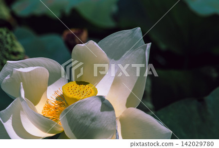 White lotus flowers herald the beginning of summer. White lotus flowers herald the beginning of summer. 142029780