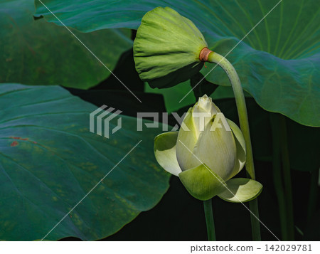 White lotus flowers herald the beginning of summer. White lotus flowers herald the beginning of summer. 142029781