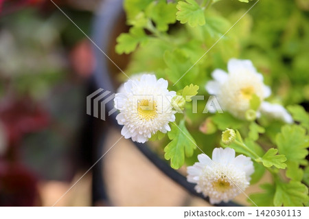 Cute Matricaria flowers Cute Matricaria flowers 142030113