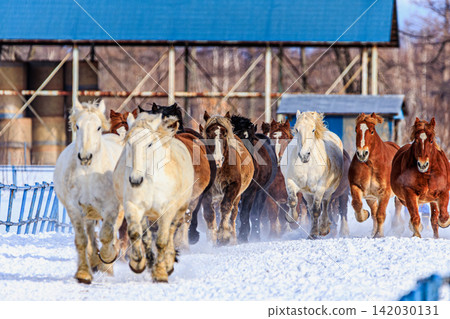 Horse racing, a winter tradition of Tokachi, Hokkaido, involves horses powerfully galloping across the snow-covered plains of a silvery world. Horse racing, a winter tradition of Tokachi, Hokkaido, involves horses powerfully galloping across the snow-covered plains of a silvery world. 142030131