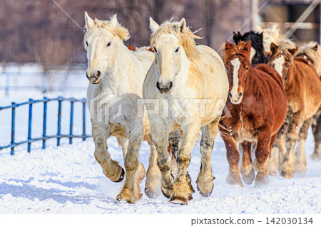 The powerful sight of huge draft horses galloping across the snow at the Umaoi festival, which signals the arrival of winter in Tokachi, Hokkaido. The powerful sight of huge draft horses galloping across the snow at the Umaoi festival, which signals the arrival of winter in Tokachi, Hokkaido. 142030134