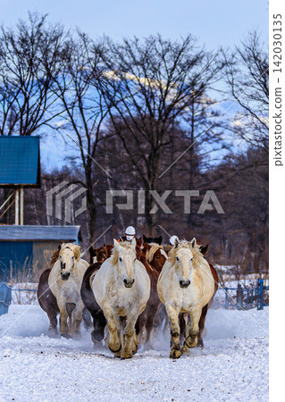 The sight of the horses racing in winter at the traditional Tokachi festival in Hokkaido is breathtaking, with snow plumes flying and horses running at full speed. 142030135