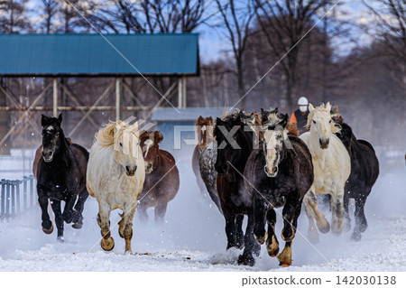 A herd of farm horses, displaying their strength and power in a world of snow and ice, and the traditional winter scenery of Tokachi. A herd of farm horses, displaying their strength and power in a world of snow and ice, and the traditional winter scenery of Tokachi. 142030138