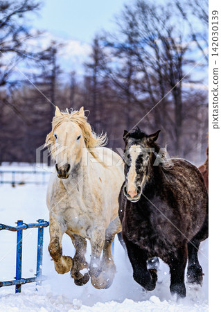 A powerful herd of horses galloping across the snowy winter plains, a beautiful sight amidst the rising snow – a moment of the horse festival in Tokachi, Hokkaido. A powerful herd of horses galloping across the snowy winter plains, a beautiful sight amidst the rising snow – a moment of the horse festival in Tokachi, Hokkaido. 142030139