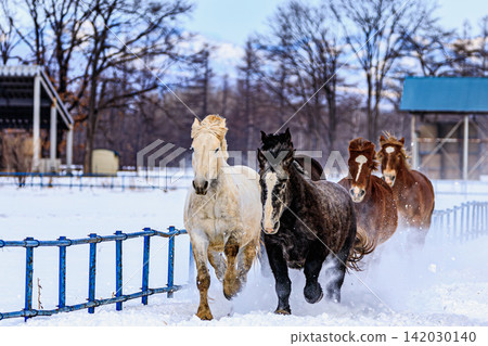駿馬馳騁雪地,破風而行,十勝賽馬場上洋溢著活力四射的氣氛。 駿馬馳騁雪地,破風而行,十勝賽馬場上洋溢著活力四射的氣氛。 142030140