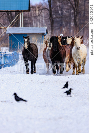 Under the harsh winter sky of Tokachi, the horses charge forward, kicking up snow, displaying their strength and vitality. Under the harsh winter sky of Tokachi, the horses charge forward, kicking up snow, displaying their strength and vitality. 142030141