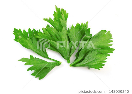 fresh Celery Leaves Green Vegetable Ingredient Close Up fresh Celery Leaves Green Vegetable Ingredient Close Up 142030240