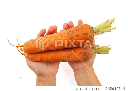 fresh Carrots With Soil Natural Vegetable Ingredient fresh Carrots With Soil Natural Vegetable Ingredient 142030244