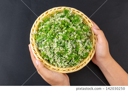 fresh Chinese Chive Flowers Green Vegetable Ingredient Close Up fresh Chinese Chive Flowers Green Vegetable Ingredient Close Up 142030250