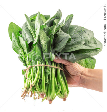 fresh Spinach Leaves Green Vegetable Ingredient Close Up 142030319