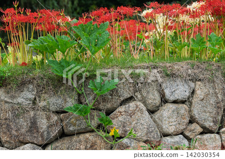 Yamadaike Park in Hirakata City, Osaka, is a spot where spider lilies bloom in profusion. Yamadaike Park in Hirakata City, Osaka, is a spot where spider lilies bloom in profusion. 142030354