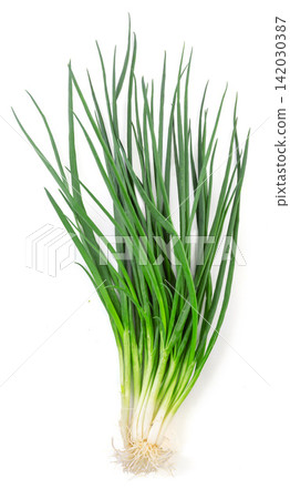 fresh Green Onion Vegetable Herb Ingredient Close Up fresh Green Onion Vegetable Herb Ingredient Close Up 142030387
