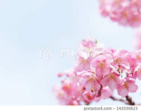 Cherry blossoms and spring blue sky Cherry blossoms and spring blue sky 142030623