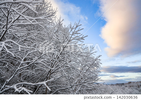 A winter sky with a gradient of colors, illuminated by the gentle light of twilight and trees covered in silvery white snow. 142030636
