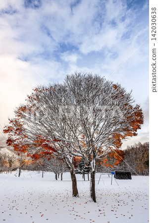 A Japanese maple tree stands in a snow-covered field; the contrast between the remaining autumn leaves and the white snow creates a beautiful Hokkaido landscape. A Japanese maple tree stands in a snow-covered field; the contrast between the remaining autumn leaves and the white snow creates a beautiful Hokkaido landscape. 142030638