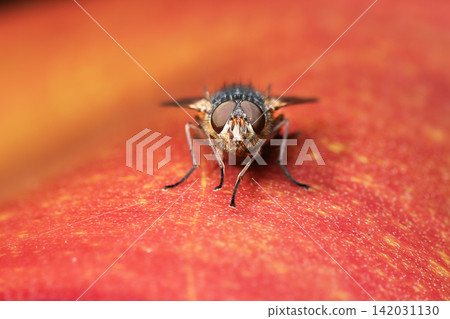 Hills Brown Blowfly or Calliphora hilli Hills Brown Blowfly or Calliphora hilli 142031130