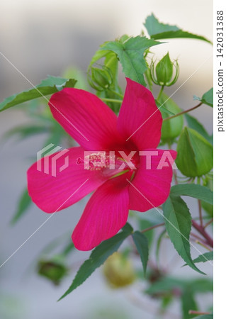 盛開的木槿花,花朵呈紅色。 盛開的木槿花,花朵呈紅色。 142031388