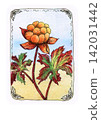 Vintage hand drawn illustration of cloudberry with clusters of orange berries, red and green autumn leaves, decorative floral border, and watercolor texture on a light background 142031442