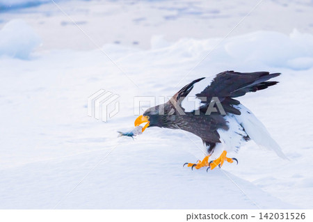 Steller's sea eagle eating Steller's sea eagle eating 142031526