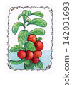 Vintage hand drawn illustration of lingonberry with clusters of red berries and green leaves, surrounded by a delicate botanical border and watercolor background 142031693