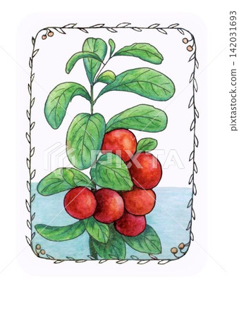 Vintage hand drawn illustration of lingonberry with clusters of red berries and green leaves, surrounded by a delicate botanical border and watercolor background Vintage hand drawn illustration of lingonberry with clusters of red berries and green leaves, surrounded by a delicate botanical border and watercolor background 142031693
