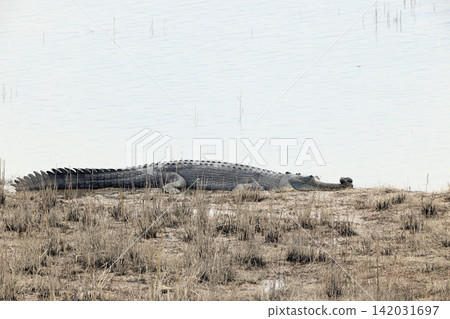 印度Gavial 印度Gavial 142031697