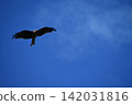 Flying in the sky 142031816