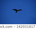 Adult black kites soaring majestically against a blue sky. 142031817