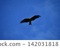 Flying in the sky 142031818