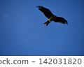 Flying in blue sky 142031820
