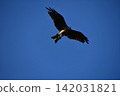 Flying in blue sky 142031821