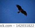 Adult black kites soaring majestically against a blue sky. 142031822