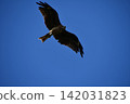 Adult black kites soaring majestically against a blue sky. 142031823