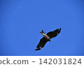 Adult black kites soaring majestically against a blue sky. 142031824