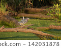 Green heron perched on mossy log in swamp 142031878