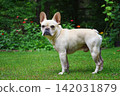 Cute  French Bulldog standing on green grass 142031879