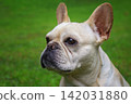French bulldog portrait looking away 142031880