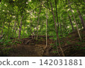 Lush green forest canopy over earthen slope 142031881