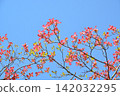 Dogwood trees in full bloom and a blue sky 142032295