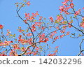 Dogwood trees in full bloom and a blue sky 142032296