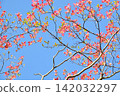 Dogwood trees in full bloom and a blue sky 142032297