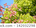 Dogwood trees in full bloom and a blue sky 142032298