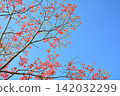 Dogwood trees in full bloom and a blue sky 142032299