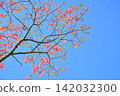 Dogwood trees in full bloom and a blue sky 142032300