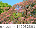 Dogwood trees in full bloom and a blue sky 142032301