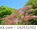 Dogwood trees in full bloom and a blue sky 142032302